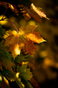 Herbstfarben - DSC_4213.jpg
