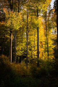 Herbstfarben - DSC_4257-2.jpg