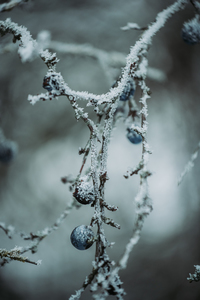 Winter - DSC_1657.jpg