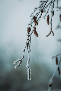 Winter - DSC_1661.jpg
