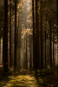 Wald im Frühjahr - DSC_2581.jpg