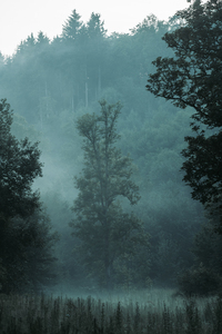 Sommer und Nebel - DSC_3351-2.jpg