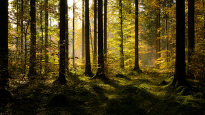 Herbstwald - DSC_4373.jpg