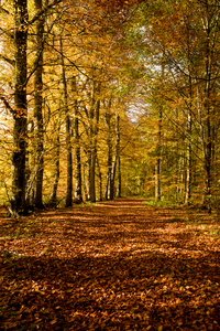 Herbstwald - DSC_4379.jpg
