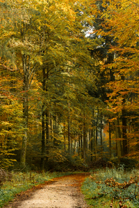 Herbstwald - DSC_4382.jpg