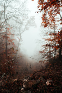 Nebel im Herbstwald - DSC_4912.jpg
