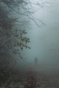 Nebel im Herbstwald - DSC_4923.jpg