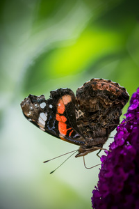 Schmetterling - Butterfly - DSC_0604-2.jpg