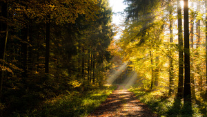 Herbstwald Indian Summer - DSC_1535.jpg