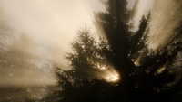 pics/landscapes/thumbs/TN06-trees-sunrays-fog.jpg
