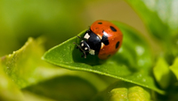 pics/nature/thumbs/TN01-ladybug-macro.jpg