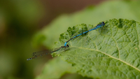 pics/nature/thumbs/TN02-dragonfly-mating.jpg