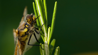 pics/nature/thumbs/TN05-dragonfly-macro-waterdrops.jpg